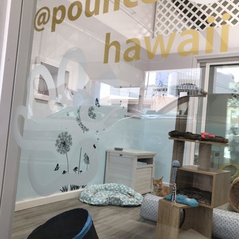 Pounce Hawaii - Pet Boarding Near Me - Honolulu, Hawaii