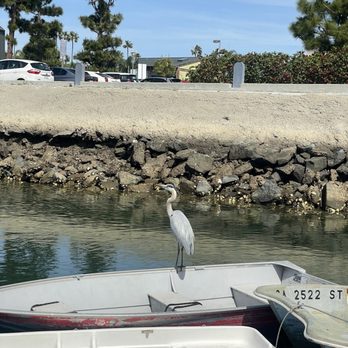Driscoll's Wharf - Heron - Marinas Near Me - San Diego, California Driscoll's Wharf - Heron - Marinas Near Me - San Diego, California