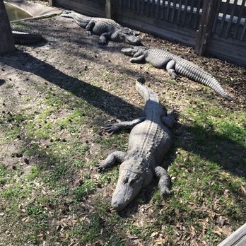 Gators & Friends - Amusement Parks Near Me - Greenwood, Louisiana Gators & Friends - Amusement Parks Near Me - Greenwood, Louisiana