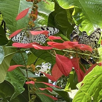 Cockrell Butterfly Center - Museums Near Me - Houston, Texas