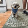 Photo of Quebec Highlands Pet Grooming