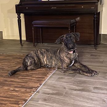 Bark Busters - Pet Training Near Me - Henderson, Nevada