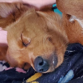 Adopt a pet - Pet Adoption Near Me - Claremont, California