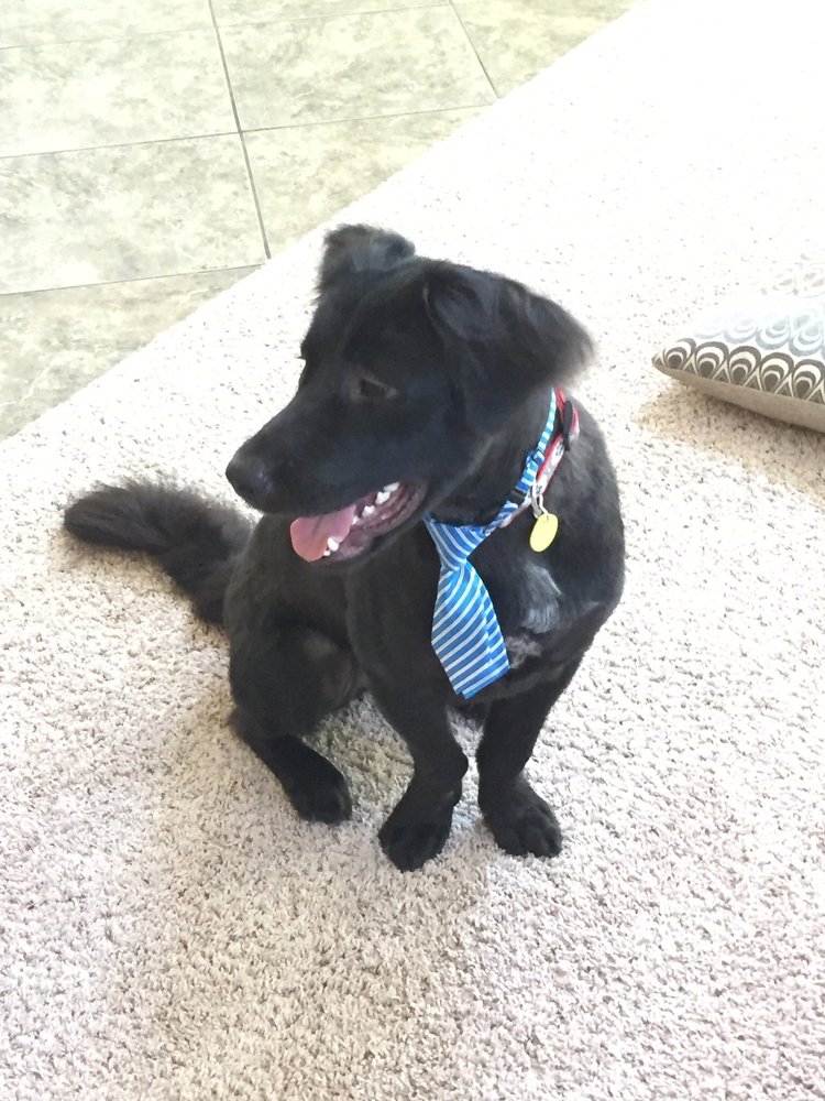 PAMPERED PAWS MOBILE PET GROOMING Updated May 2024 113 Photos 44