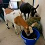 Photo of Jill's Feed & Supply