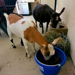 Jill's Feed & Supply - 2 Nigerian Dwarf goats loving their Chaffhaye!