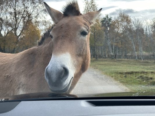 Highland Wildlife Park by null