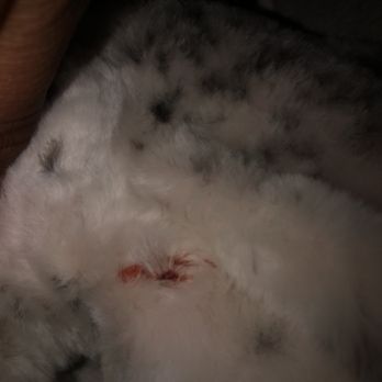 Sylmar Grooming - Pet Groomers Near Me - Sylmar, California