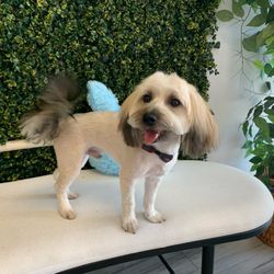 Happy Paws Salon - Bruno after