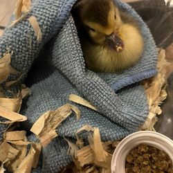 Kozy Lakes RV Park - Baby duckling born on Thanksgiving