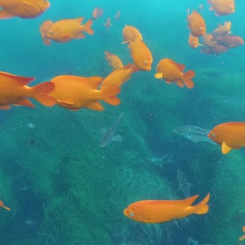Snorkel & Scuba - Scuba Diving Near Me - La Jolla, California Snorkel & Scuba - Scuba Diving Near Me - La Jolla, California