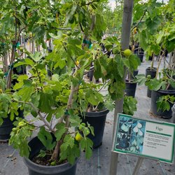 Sierra Vista Growers - Fig trees