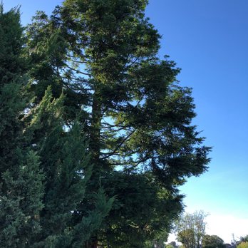 Cowboys Tree Service - A job well done - Tree Services Near Me Cowboys Tree Service - A job well done - Tree Services Near Me