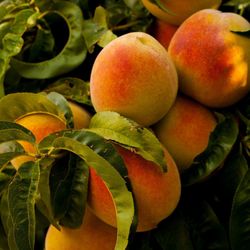 Dufford Waldeck - Palisade Peaches in our back yard