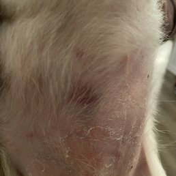 Bruises, scrapes, and peeling skin on my dogs stomach after being groomed or more like abused at Sparkys. Bruises, scrapes, and peeling skin on my dogs stomach after being groomed or more like abused at Sparkys.