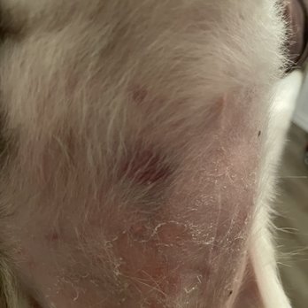 Sparky's Pet Grooming - Bruises, scrapes, and peeling skin on my dogs stomach after being groomed or more like abused at Sparkys. - Pet Groomers Near Me - Los Angeles, California Sparky's Pet Grooming - Bruises, scrapes, and peeling skin on my dogs stomach after being groomed or more like abused at Sparkys. - Pet Groomers Near Me - Los Angeles, California