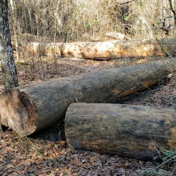 Sam Houston National Forest - Lots of huge logs lay across the trails. - Parks Near Me - New Waverly, Texas