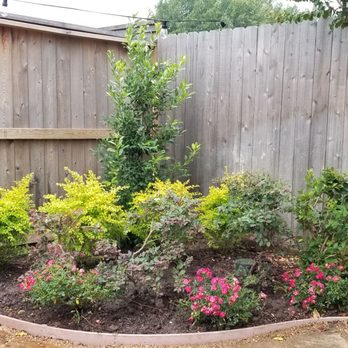 D&G Landscaping & Design - My corner with new Sunshine Ligustrums, Drift Rose's in red and a Eagleston Holly - Landscaping Near Me - Houston, Texas D&G Landscaping & Design - My corner with new Sunshine Ligustrums, Drift Rose's in red and a Eagleston Holly - Landscaping Near Me - Houston, Texas