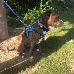 Dollar General - The service dog that my best friend went in the store with wasn't wearing the vest when she brought him in the store.