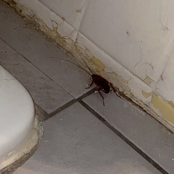MOTEL 6 - Cockroaches in the rooms. Need I say more? - Hotels Near Me - Spring Hill, Florida