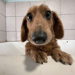 The Barkery Boarding and Daycare