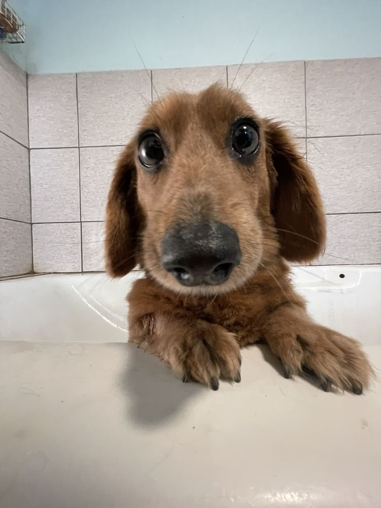 The Barkery Boarding and Daycare - pet boarding facility in Lutz, FL