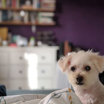 Camp Run-A-Mutt - Pet Sitting Near Me - Chula Vista, California