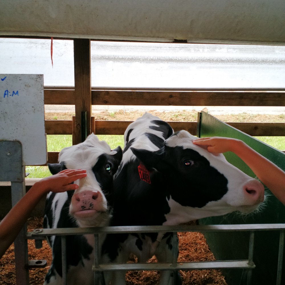 Country Dairy - Pet the young ones - Ice Cream & Frozen Yogurt Near Me - New Era, Michigan