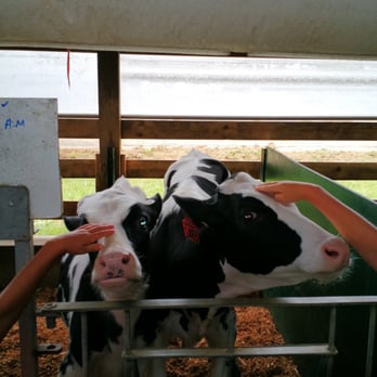 Country Dairy - Pet the young ones - Ice Cream & Frozen Yogurt Near Me - New Era, Michigan