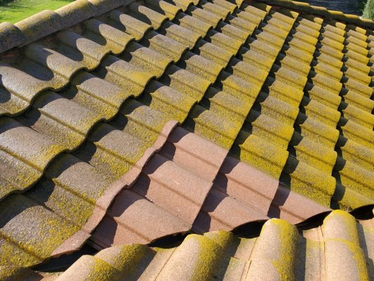 Roof cleaning in Van Ness Lakes - This project involved a tile roof cleaning for a home in the Van Ness Lakes area. Over time, the roof had built up visible dirt, algae, and organic staining that dulled its appearance.
Our team used a safe, low-pressure roof cleaning process designed specifically for tile roofs to remove buildup without causing damage. The result was a noticeably cleaner, brighter roof that restored the overall look of the home.
The before-and-after photos show the difference proper roof cleaning can make, not just visually, but in helping maintain the condition of the roof over time. Roof cleaning in Van Ness Lakes - This project involved a tile roof cleaning for a home in the Van Ness Lakes area. Over time, the roof had built up visible dirt, algae, and organic staining that dulled its appearance.
Our team used a safe, low-pressure roof cleaning process designed specifically for tile roofs to remove buildup without causing damage. The result was a noticeably cleaner, brighter roof that restored the overall look of the home.
The before-and-after photos show the difference proper roof cleaning can make, not just visually, but in helping maintain the condition of the roof over time.