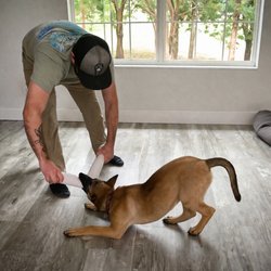 Robin's K9 Lifestyle - Teaching engaging games with owner and dog. Out & Drop it command with a malinois is a must.