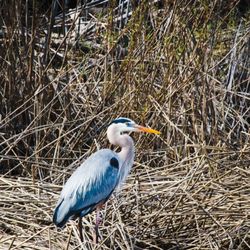 Atascadero Lake Park - Heron
