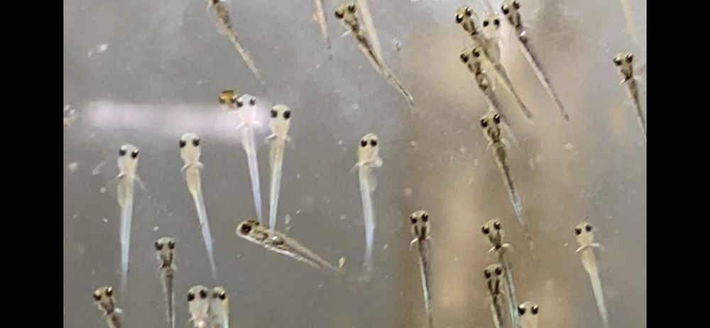 Moffit Koi Keeper - koi in Tallmadge, OH