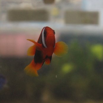 Hacienda Aquatics - Pet Stores Near Me - La Puente, California