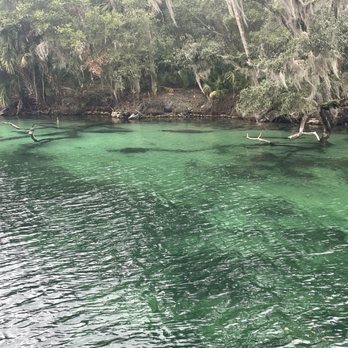 Blue Spring State Park - Manatees!! - Parks Near Me - Orange City, Florida