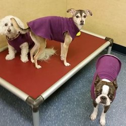 Four Paws Pet Hotel and Resort