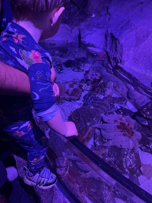 SEA LIFE Kelly Tarlton's Aquarium by null