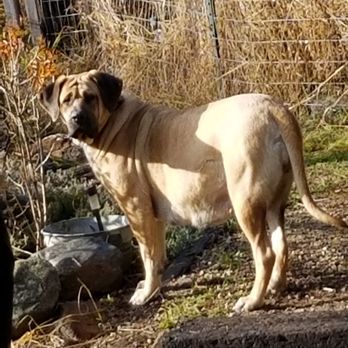 Animal Doctor Pc Veterinarians 217 N State Ave Oldtown Id Phone Number