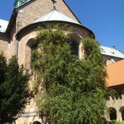 Tausendjähriger Rosenstock