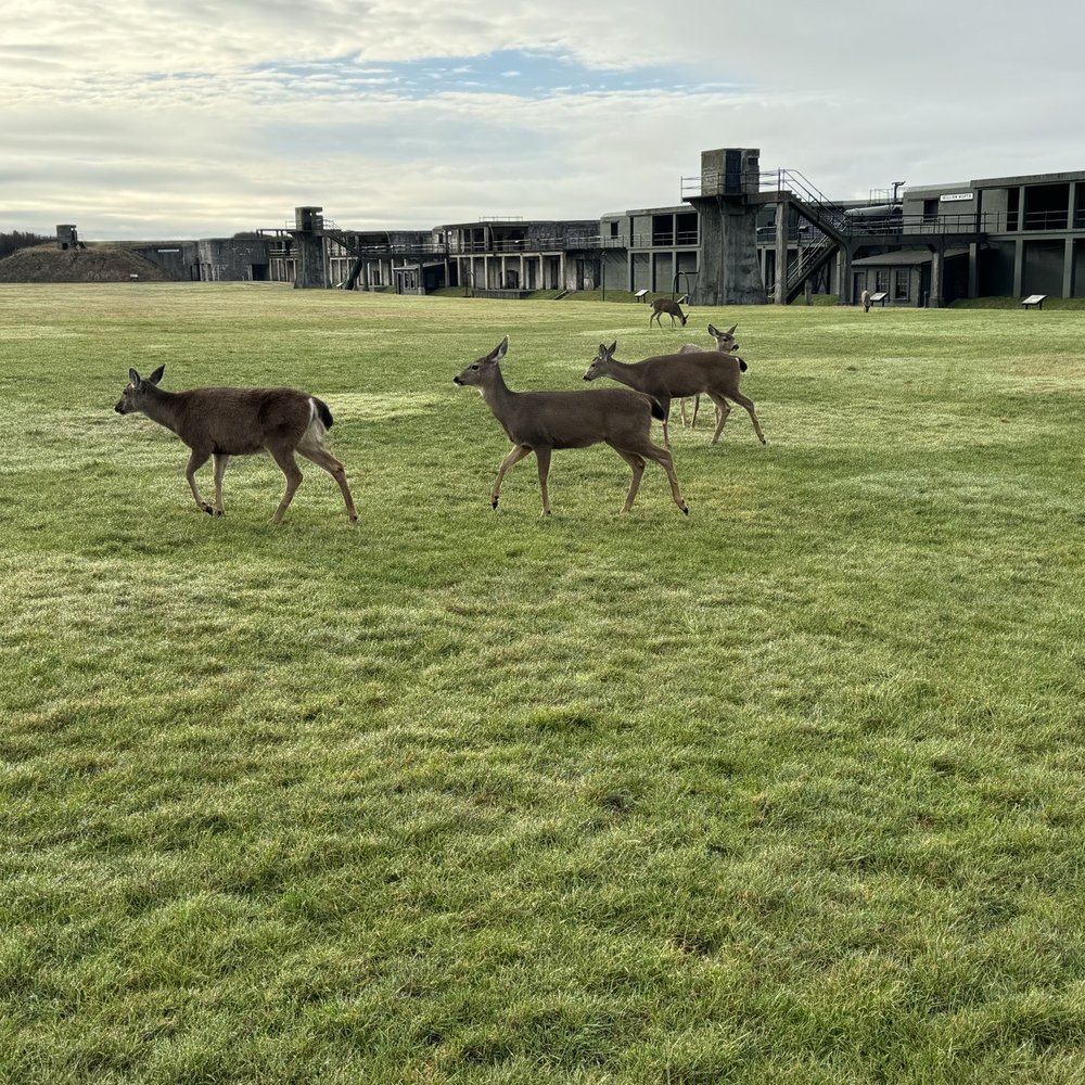 Fort Casey Historical State Park - Deer running free - Parks Near Me - Coupeville, Washington Fort Casey Historical State Park - Deer running free - Parks Near Me - Coupeville, Washington
