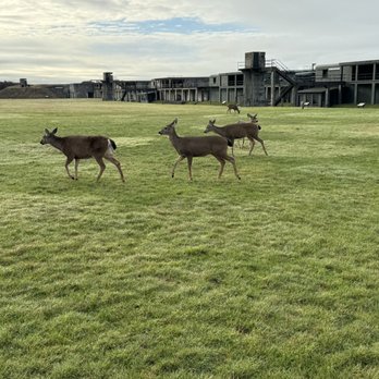Fort Casey Historical State Park - Deer running free - Parks Near Me - Coupeville, Washington Fort Casey Historical State Park - Deer running free - Parks Near Me - Coupeville, Washington