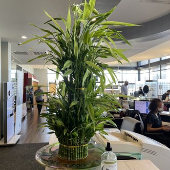 Eyeworks - A beautiful lucky bamboo plant that accents their office. - Optometrists Near Me - Fort Worth, Texas Eyeworks - A beautiful lucky bamboo plant that accents their office. - Optometrists Near Me - Fort Worth, Texas