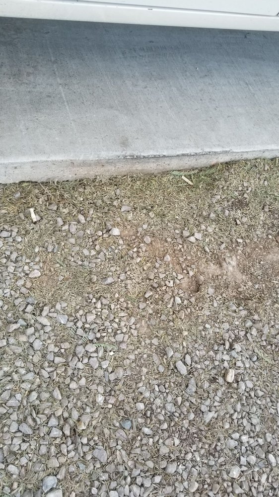 Clean Leaf Landscaping - tree service in Tucson, AZ