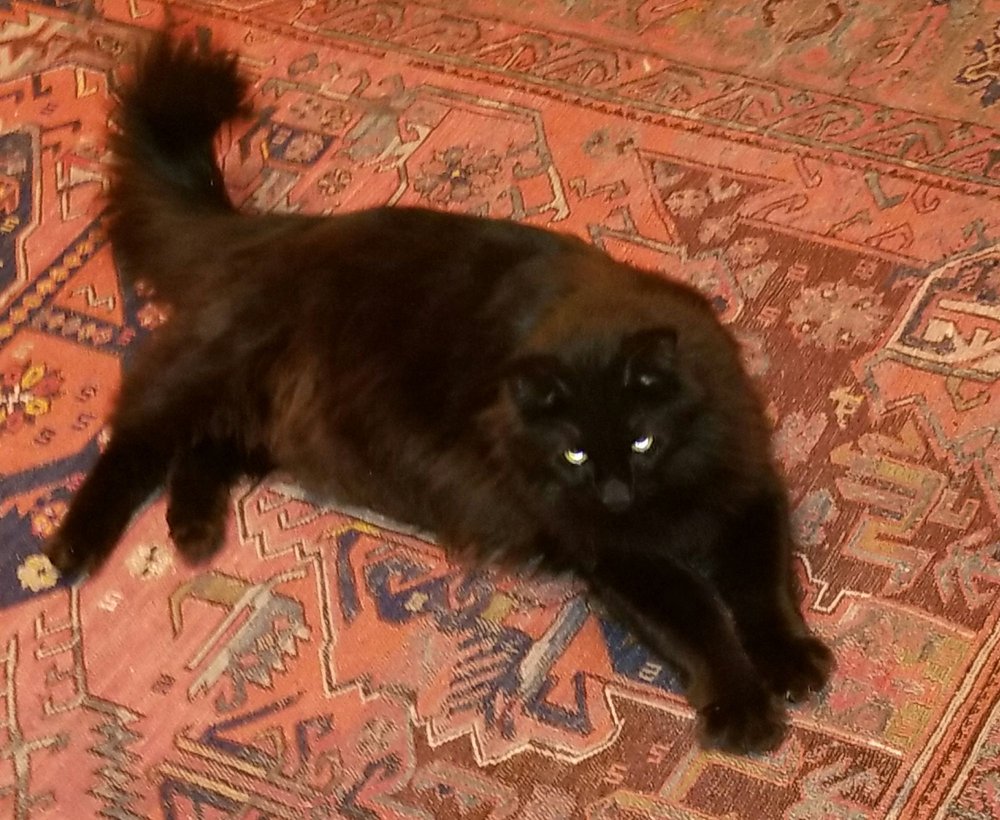 ESCALON ANIMAL SHELTER Updated September 2024 25100 E River Rd