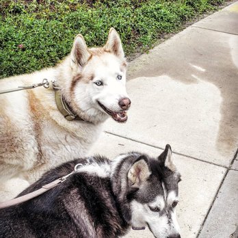 Naked Paw - Dog Walkers Near Me Naked Paw - Dog Walkers Near Me