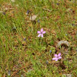 Centennial Park - Tiny purple-pink flowers.