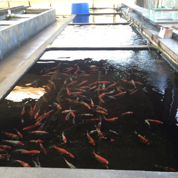 Yume Koi and Gardens - Pet Stores Near Me - Westminster, California Yume Koi and Gardens - Pet Stores Near Me - Westminster, California