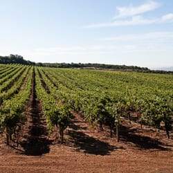 David Arthur Vineyards - David Arthur Vineyards