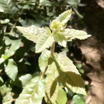 Big Basin Redwoods State Park - We thought it was poison oak or poison ivy? - Parks Near Me - Boulder Creek, California