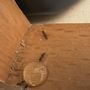 Photo of Southland Pest Control